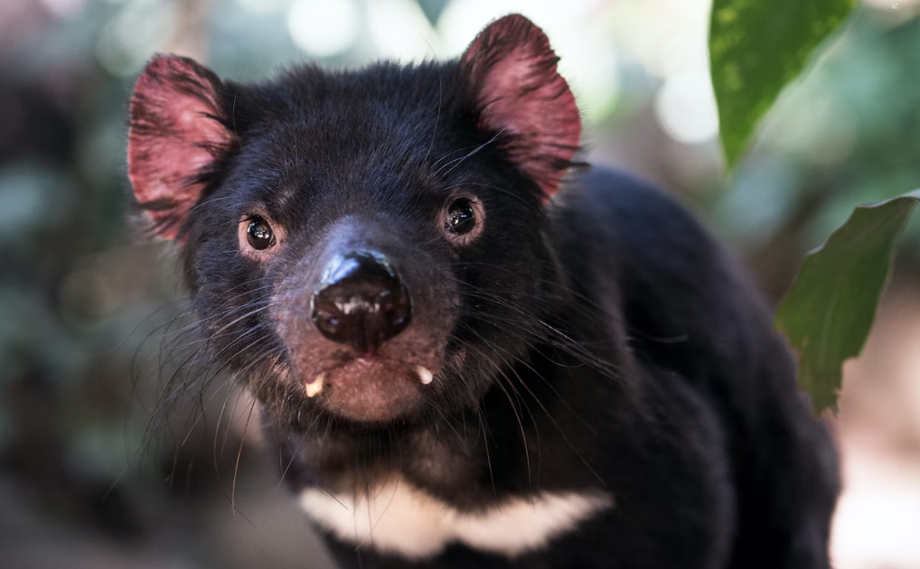 Email Circular Head Councillors | Protect our Tasmanian devils